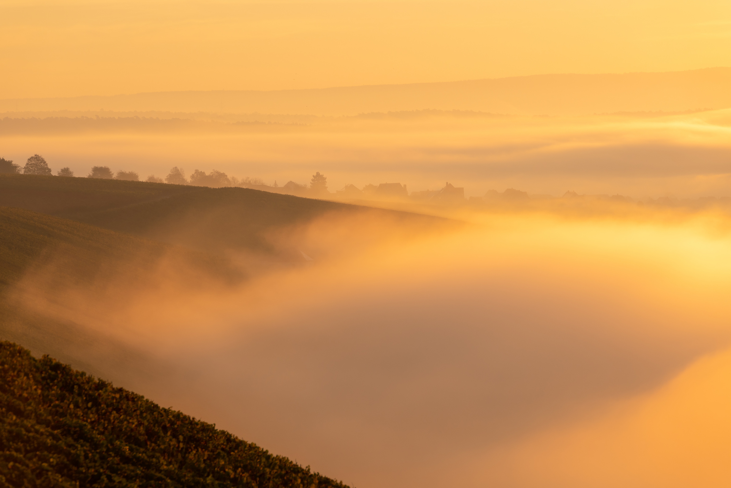 Rising sun in the vineyards over the early morning fog over Main river